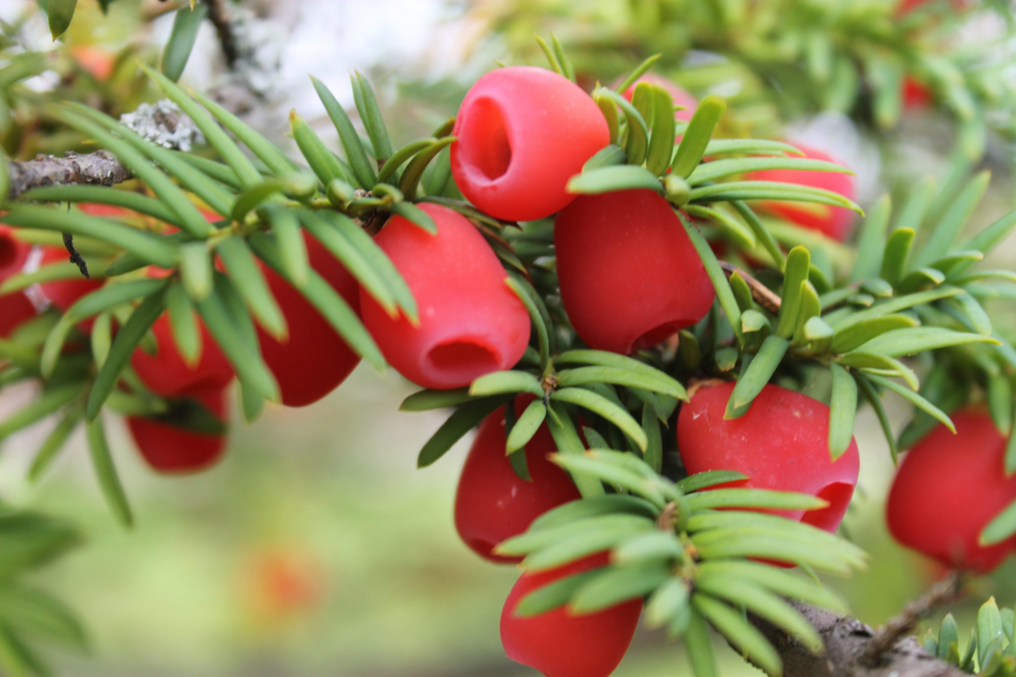 Тис ягодный. Тис ягодный Taxus baccata. Тис ягодный Táxus baccáta. Тисс ягодный (Taxus baccata. Тис ягодный (Taxus baccata David p9).